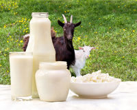 Вся правда о лечебных свойствах козьего молока