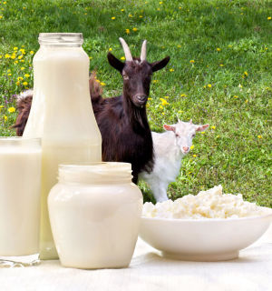 Вся правда о лечебных свойствах козьего молока