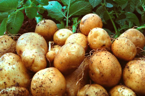 Картошка — в чем ее польза и кому нельзя ее есть?