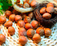 Фундук — ореховая польза для здоровья