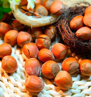 Фундук — ореховая польза для здоровья