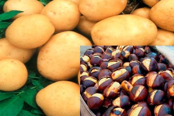 Следующие три рецепта  для диетического питания: пюре из каштанов, картофельный «рис», кнедлики