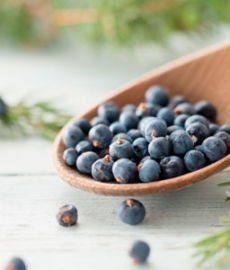 Можжевельник — волшебные синие ягоды, лучшее мочегонное средство
