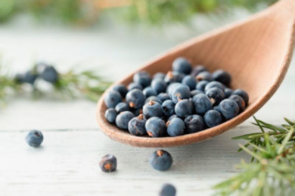Можжевельник — волшебные синие ягоды, лучшее мочегонное средство
