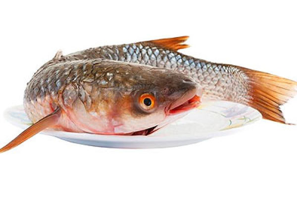 Пленегас — чем полезна эта рыбка? Оригинальный рецепт приготовления