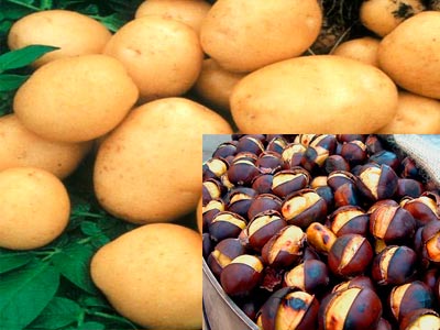 картофель и каштаны