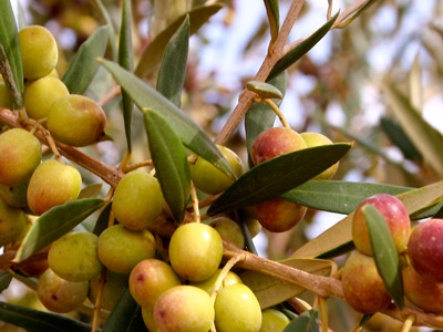 derevo-olivki